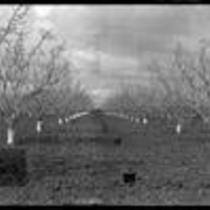 Apricot orchard