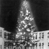 Illuminated Christmas tree on campus.