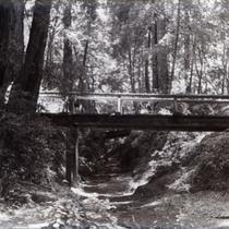 Bridge in a redwood forest spanning a small gully