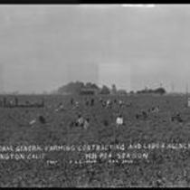 Agricultural laborers working the pea fields in Irvington, California